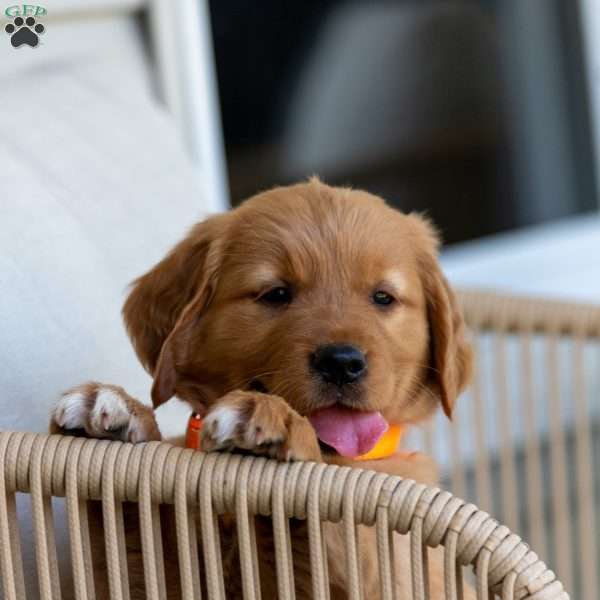 Goldie, Golden Retriever Puppy